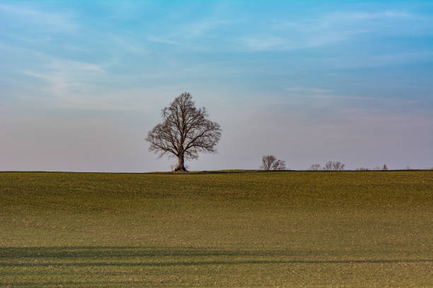 Tree silhouette on field stock photo