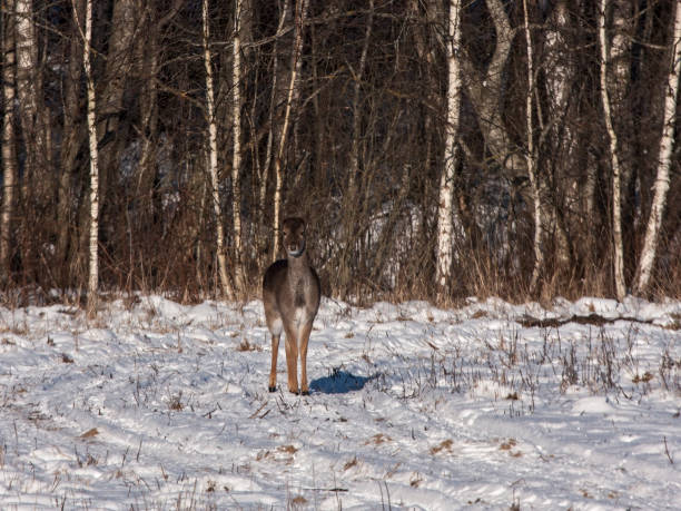 istock Fallow deer comes out of the forest 939294852