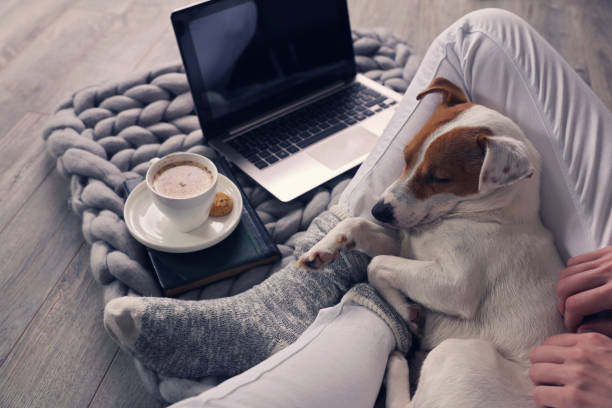 mujer en ropa de hogar acogedor relajante en casa, beber cacao, usando laptop. suave, cómodo estilo de vida. - people dog winter cute fotografías e imágenes de stock