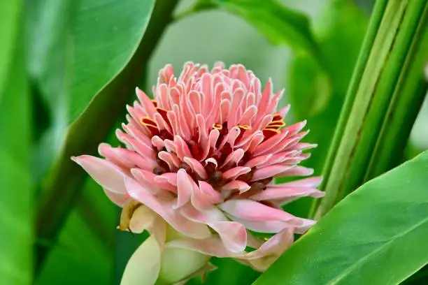 Photo of Ginger Plant