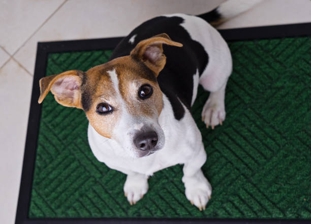 istock Dog sitting on door mat 939295562