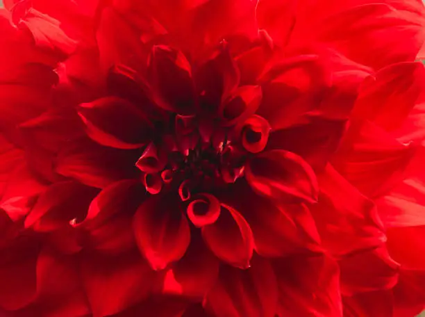 Close up of a beautiful red dahlia flower