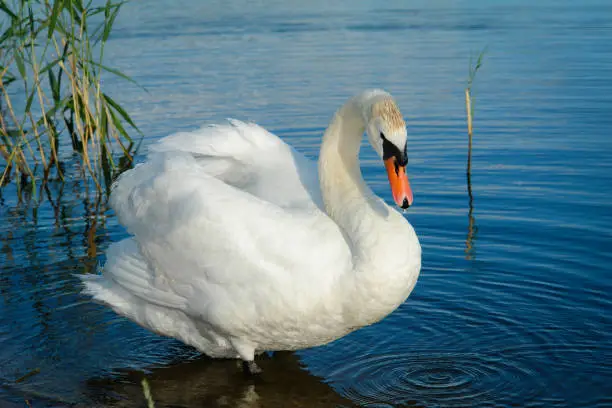 swan, water, bird, nature, wild, wildlife, white, lake, animal, beautiful, symbol, wing, blue, feather, beauty, river, beak, background, elegant, grace, illustration, duck, summer,