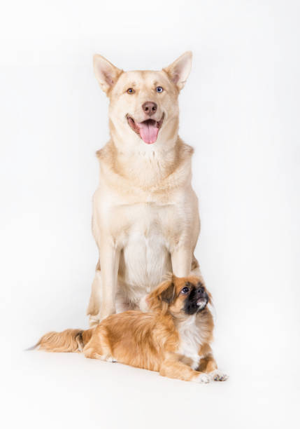 istock Beautiful Dog studio portrait 939300592
