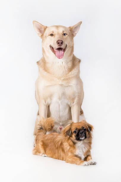 istock Beautiful Dog studio portrait 939304216
