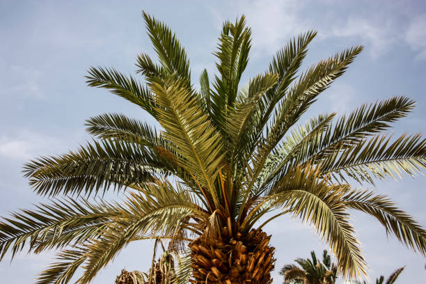 istock colors of Israel 939306664