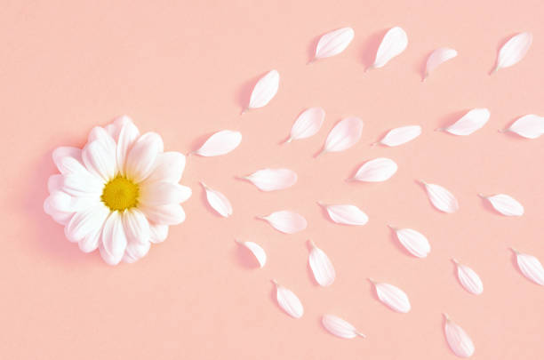 istock Spring or summer background with copy space for text. Chamomiles white flower with yellow heart. Top view. 939306778