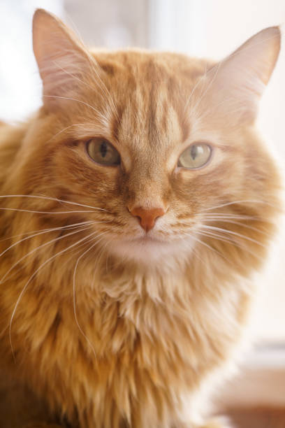 istock Brown Cat, Red Male Cat, Ginger Cat 939307510