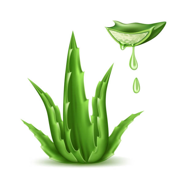Vector aloe vera realistic plant skincare cosmetic Aloe vera realistic plant. Skin and health care cosmetic green natural symbol. 3d organic dermatology product with vitamins. Vector isolated skincare healthcare illustration, white background aloe juice stock illustrations