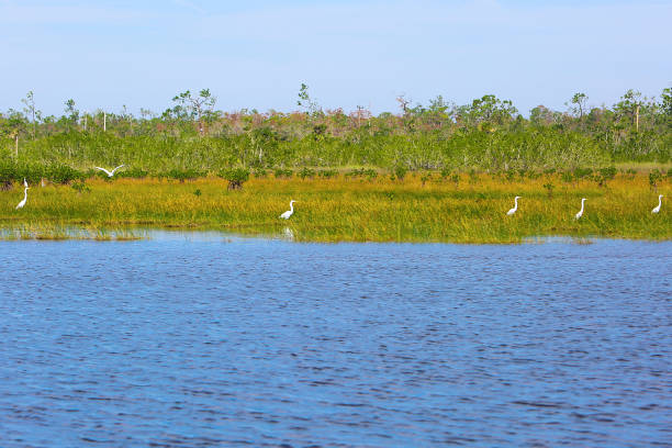 istock Beach Vacation Destination Everglades Florida 939318682