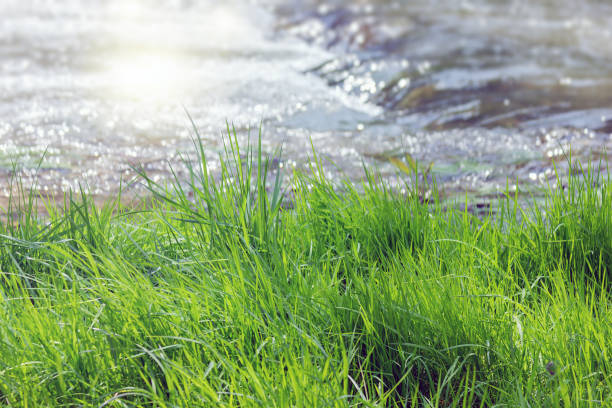 istock green grass near the mountain stream 939320946