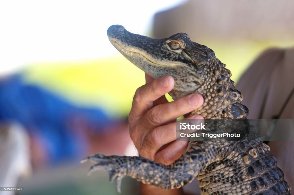 Beach Vacation Destination Everglades en Floride - Photo de Alligator libre de droits