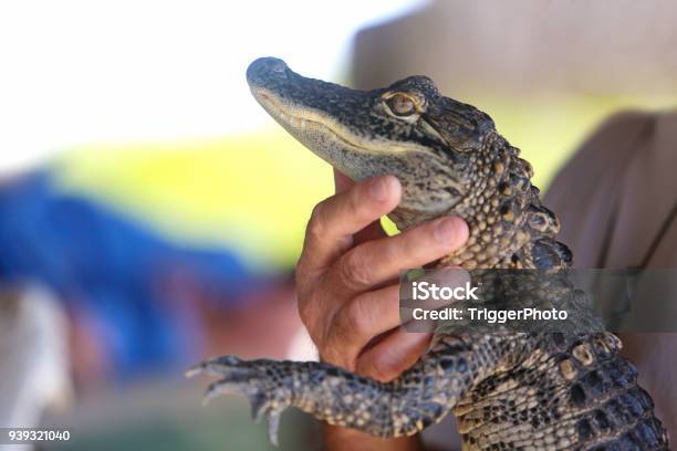 Photo libre de droit de Beach Vacation Destination Everglades En Floride banque d'images et plus d'images libres de droit de Alligator - Alligator, Bébé, Zoo