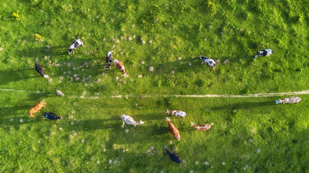 istock Cows on the pasture. Aerial composition on the farm 939321528