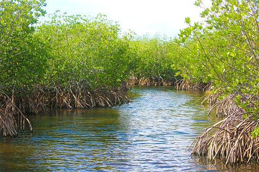 everglades national park