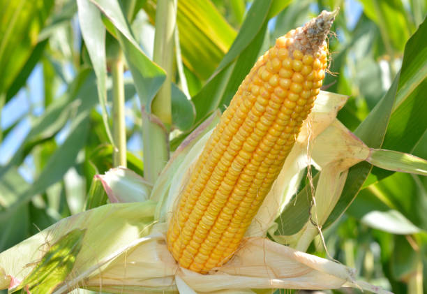 istock Close up of corn cob in the field 939321928