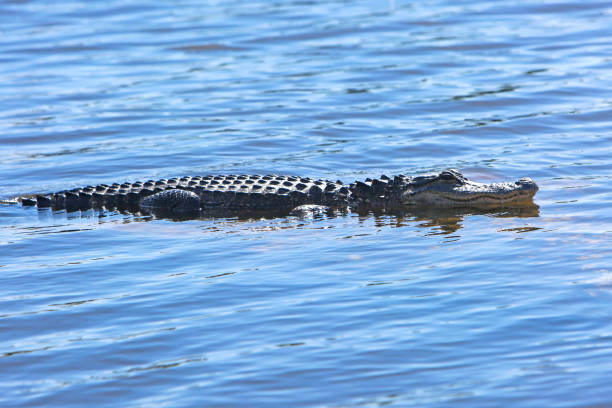 American Alligator sunbathing in river
