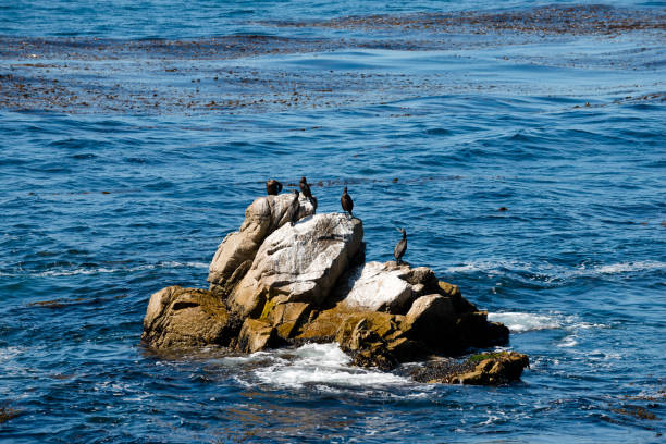 istock Seventeen Mile Drive 939322844