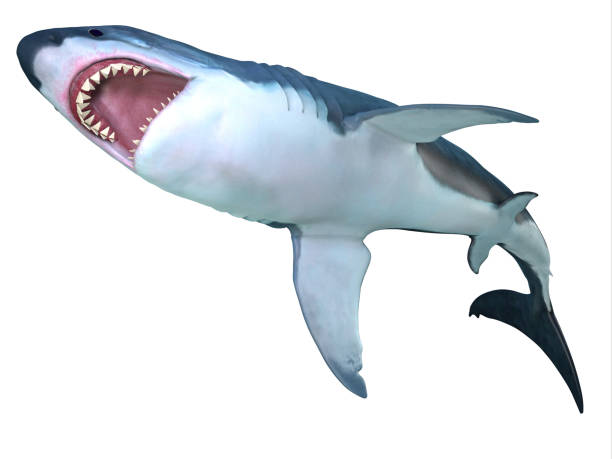 istock Megalodon Shark Underbelly 939328460