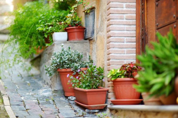 istock Variuos plants and flowers in colorful pots by a doorstep 939329018
