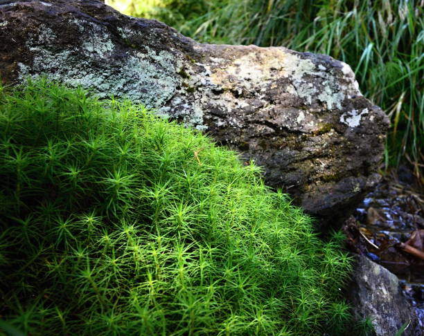 istock Beautiful moss in Jeseniky mountains 939329710