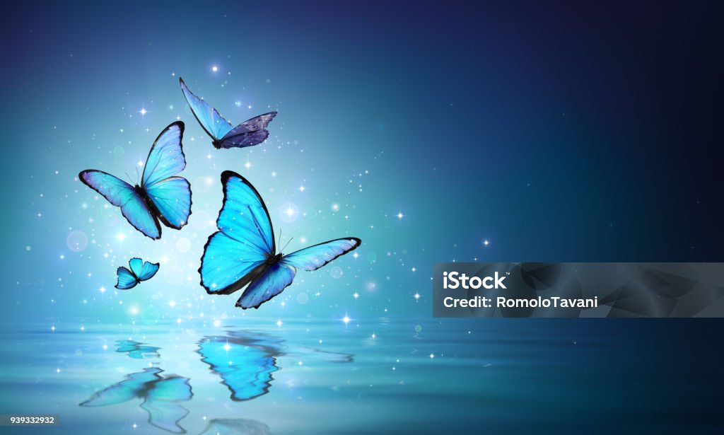 Papillons magiques sur l’eau - Photo de Papillon libre de droits