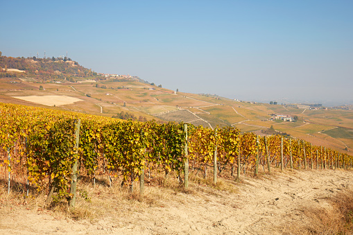 Vineyard in autumn with yellow leaves, path, hills and blue sky in a sunny day in Piedmont, Italy