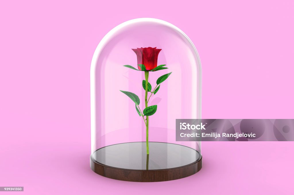 Red Rose Under A Glass Dome On Pink Background Stock Photo - Download Image  Now - Rose - Flower, Glass - Material, Architectural Dome - iStock