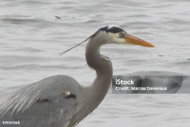 Great Blue Heron Stock Photo - Download Image Now - Animal, Animal Body Part, Animal Wildlife