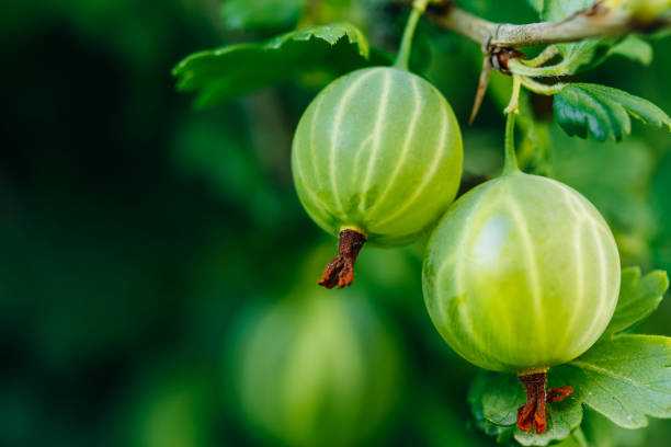 uva spina verde fresca. crescita di bacche biologiche primo piano su un ramo di cespuglio di uva spina. uva spina matura nel giardino della frutta - gooseberry fruit growth green foto e immagini stock