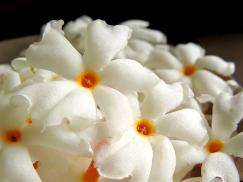 close up image of a bunch or cluster of fresh plucked white Night flowering Jasmine or Nyctanthes arbor-tristis or parijat Nyctanthes having orange stem with water droplets on peta