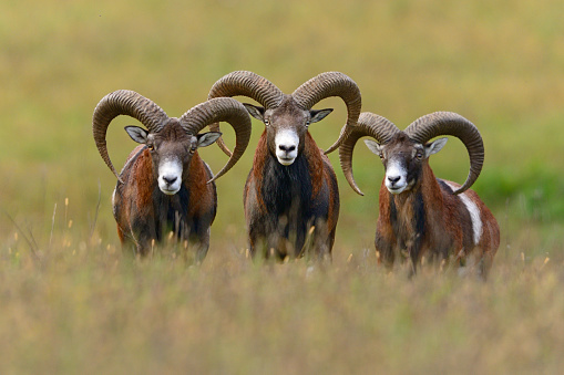 Three mouflons with nice, big horns facing the camera.