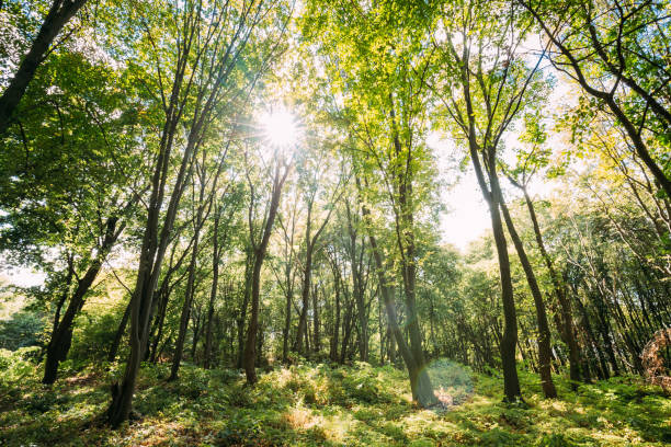 istock Sun Shining Through Canopy Of Tall Trees. Sunlight In Deciduous Forest, Summer Nature 939348788