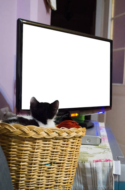 istock Cute kitten sitting in wicker basket is watching tv 939348792