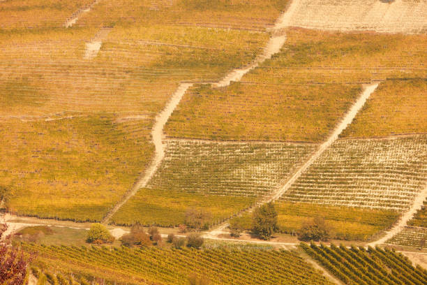 istock Vineyards on hill with yellow leaves in a sunny fall day 939348846