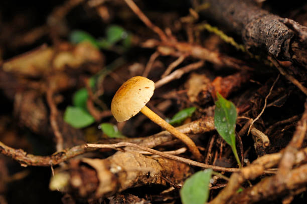 istock Wild mushrooms, in the wild nature 939349276