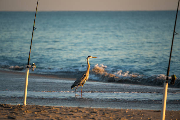 istock A Blue Heron Waits for a Handout from Fishermen 939352292
