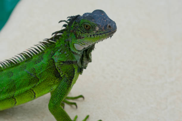 istock Iguana in the wild mother nature 939352590