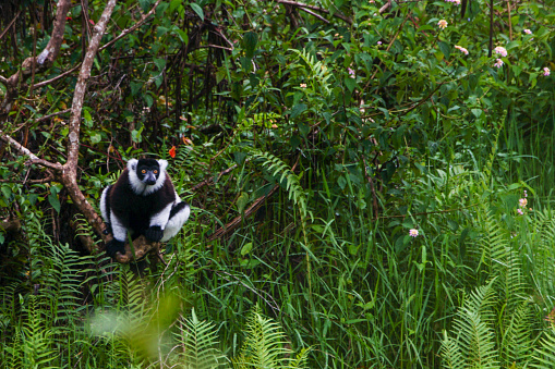 The always curious and adorable wild Black & White Ruffed Lemur on the African Island of Madagascar.