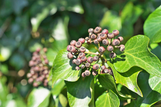istock Fruit of the Hedera rhombea 939355386