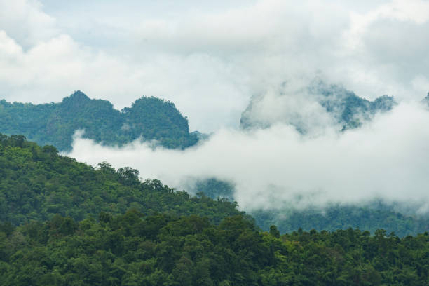 istock Kanchanaburi tropical forest, natural view 939361816
