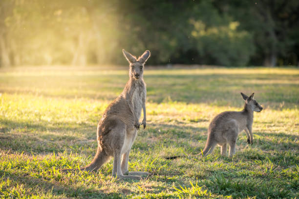 Kangaroos, Adult and Joey grazing on sunlit field Australia Backlit Kangaroos grazing in late afternoon light on green grassland, Australia eastern gray kangaroo stock pictures, royalty-free photos & images