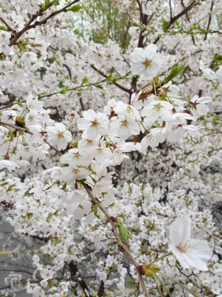 A picture of cherry blossom in full bloom