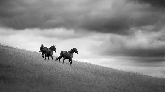 Kaimanawa wild horses inhabit the central North Island New Zealand
