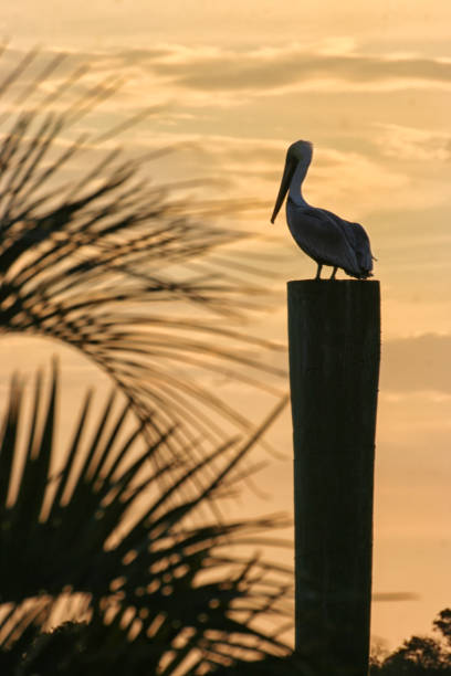 istock Pelican, Ocracoke Island North Carolina 939376520