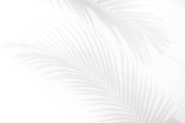 istock abstract background of shadows palm leaves on a white wall. White and Black 939382670
