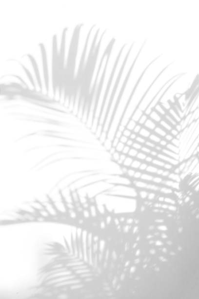 istock abstract background of shadows palm leaves on a white wall. White and Black 939382672