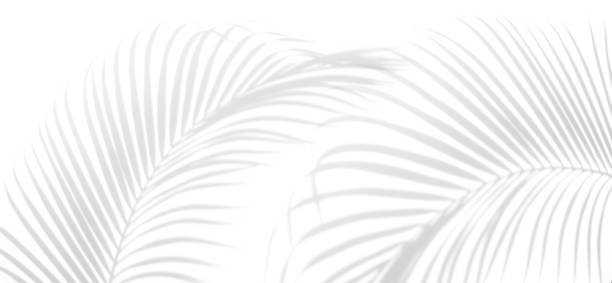 istock abstract background of shadows palm leaves on a white wall. White and Black 939382676