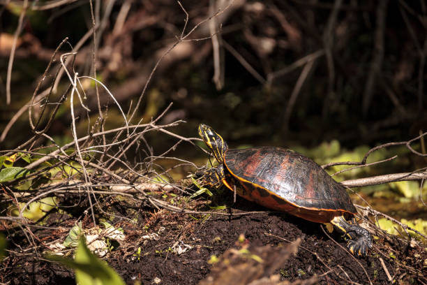 istock Florida red bellied turtle Pseudemys nelsoni 939383462