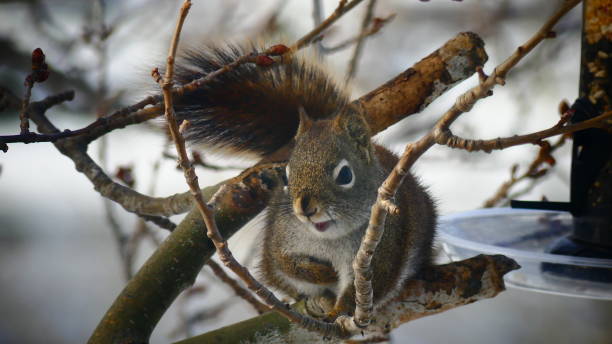 istock Red Squirrel of North America 939384060